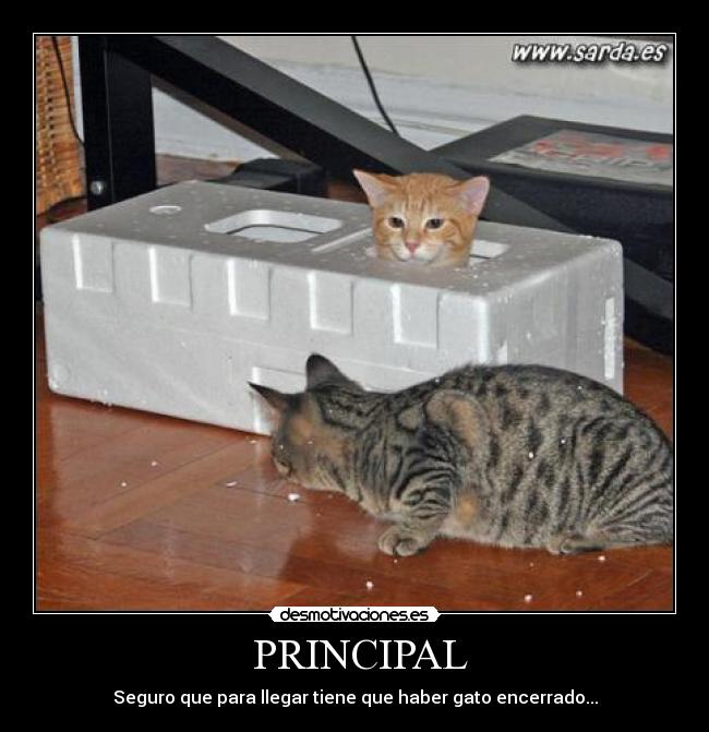 PRINCIPAL - Seguro que para llegar tiene que haber gato encerrado...