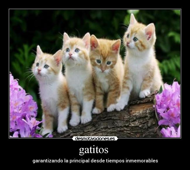 gatitos -