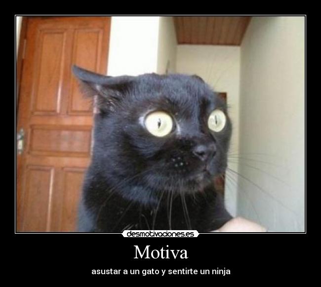 Motiva - asustar a un gato y sentirte un ninja