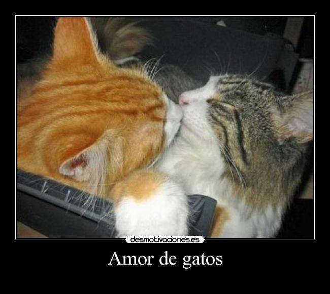 Amor de gatos - 