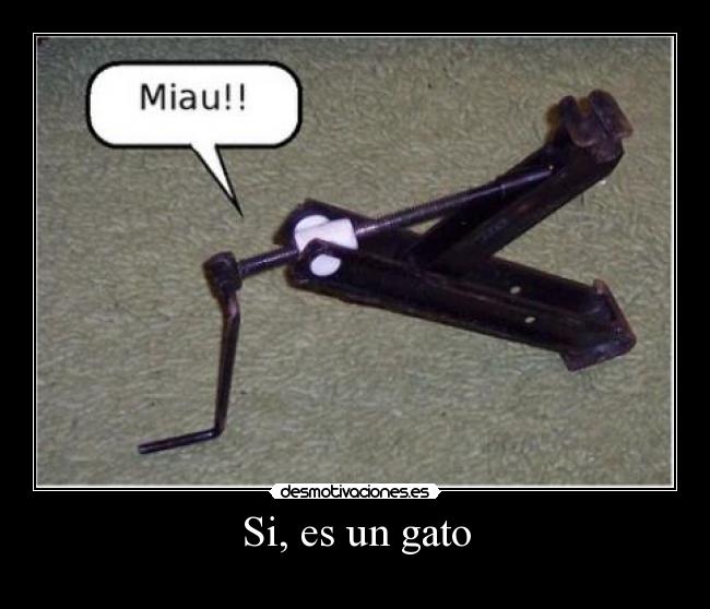 Si, es un gato - 