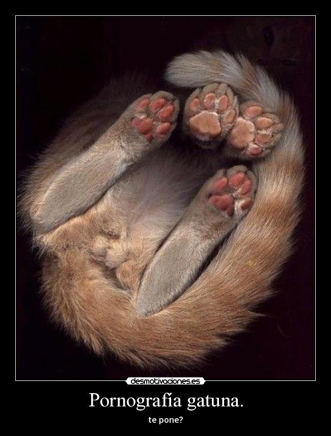Pornografía gatuna. - 