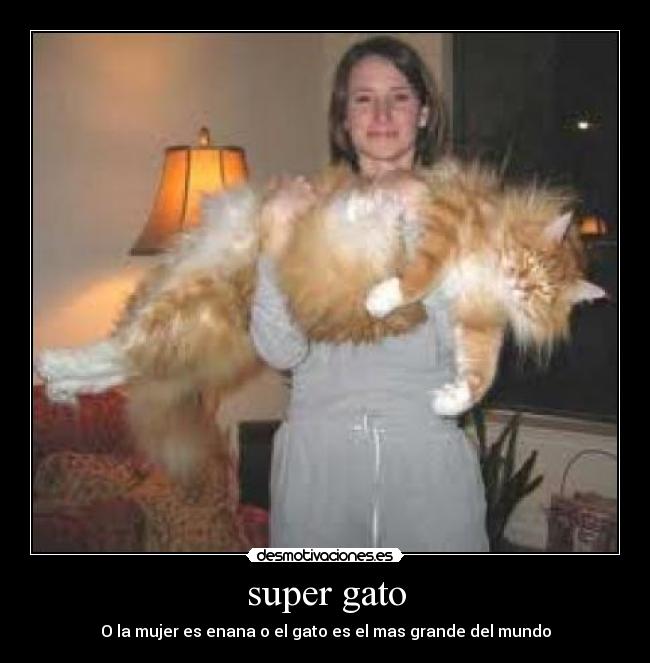 super gato - O la mujer es enana o el gato es el mas grande del mundo