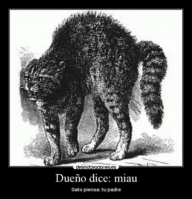 Dueño dice: miau - Gato piensa: tu padre