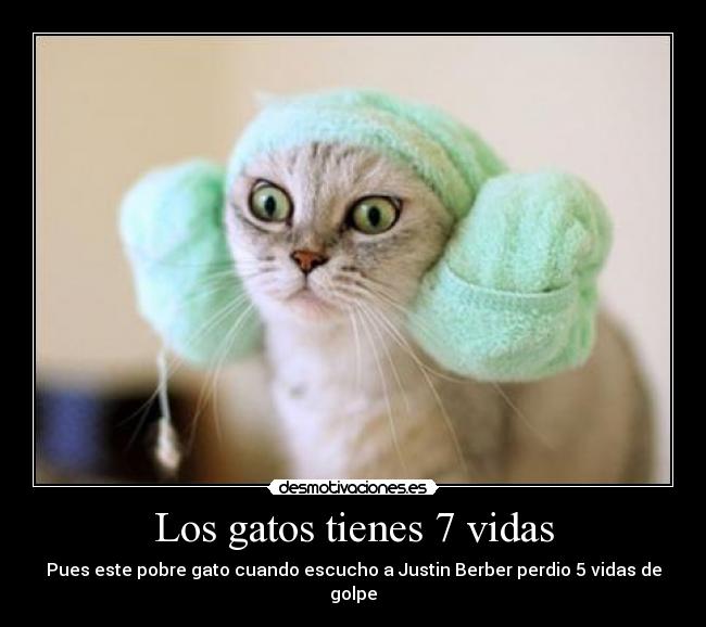 Los gatos tienes 7 vidas - Pues este pobre gato cuando escucho a Justin Berber perdio 5 vidas de golpe
