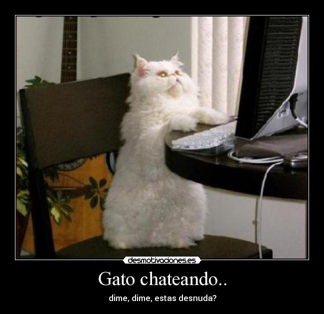 Gato chateando.. -