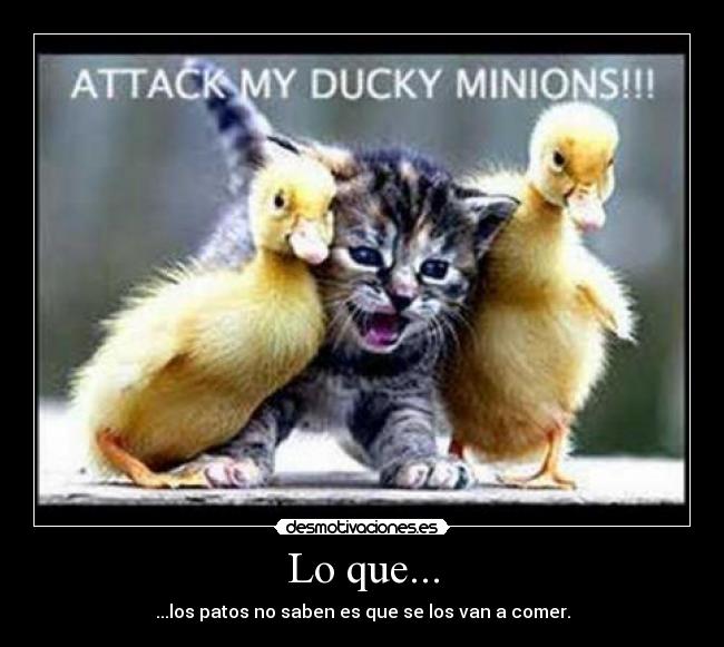 Lo que... - ...los patos no saben es que se los van a comer.