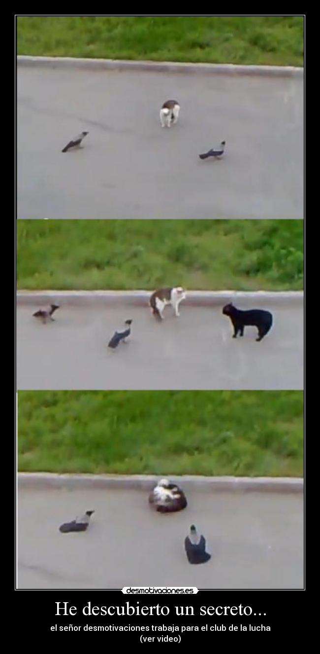 He descubierto un secreto... - el señor desmotivaciones trabaja para el club de la lucha
(ver video)