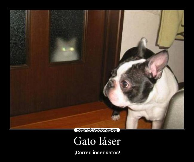 carteles gato laser destruccion salvanos goku desmotivaciones