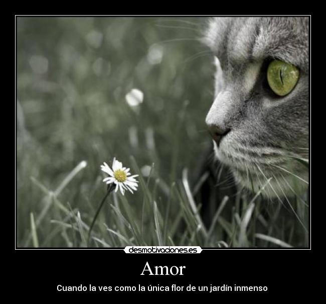 carteles amor amor desmotivaciones