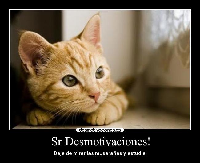 Sr Desmotivaciones! - Deje de mirar las musarañas y estudie!
