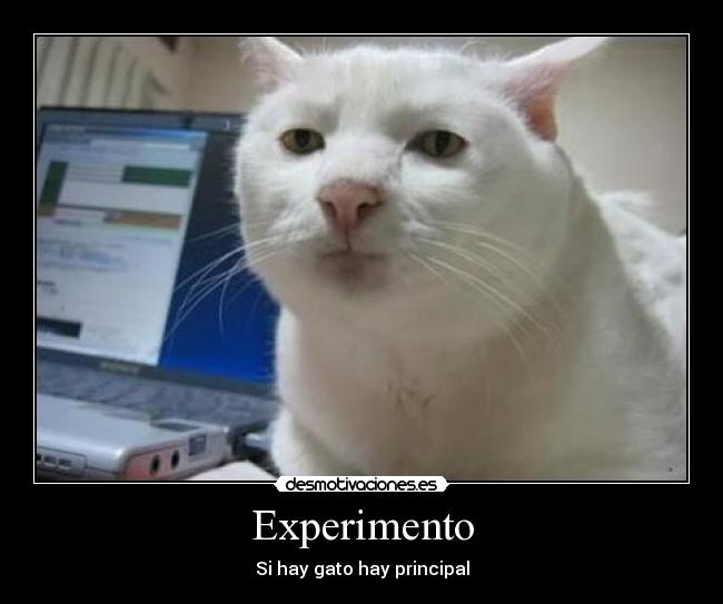 Experimento - 