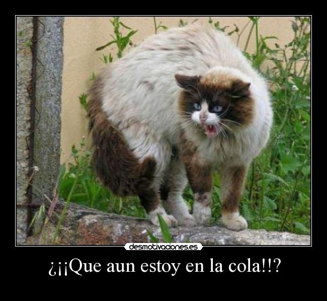 ¿¡¡Que aun estoy en la cola!!? - 