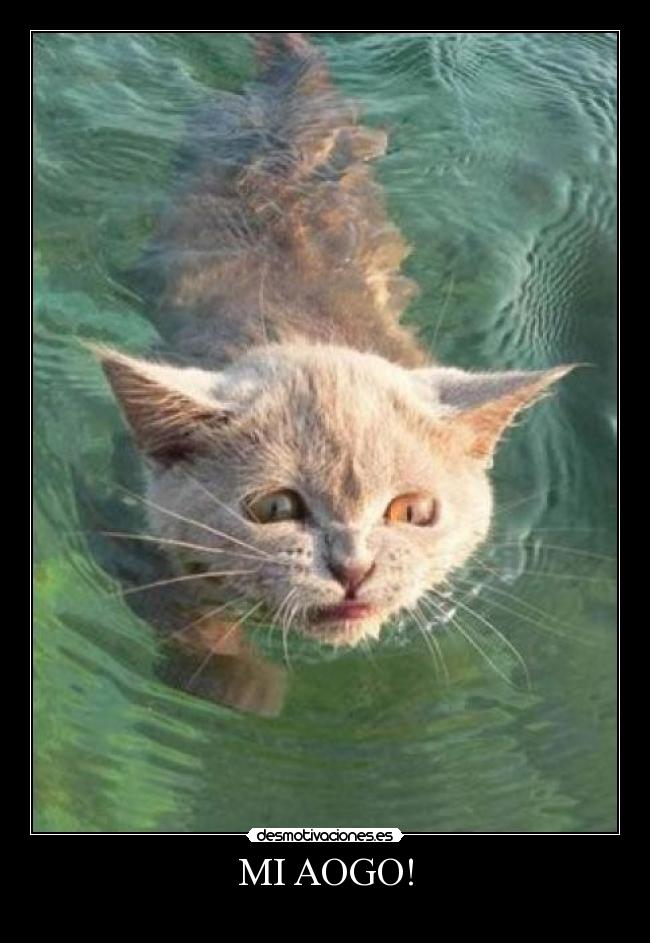MI AOGO! -