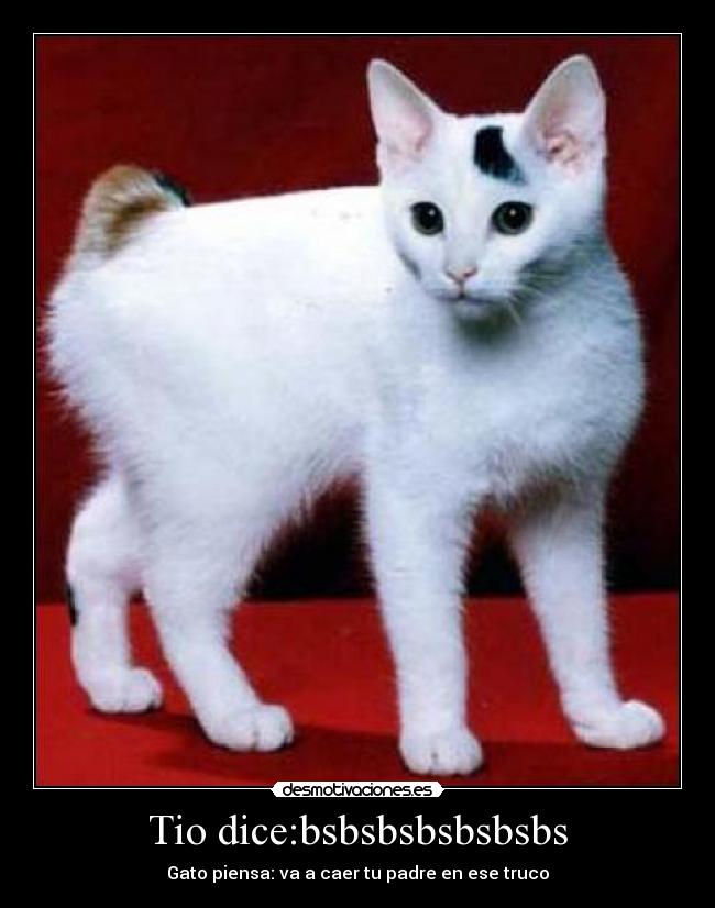 Tio dice:bsbsbsbsbsbsbs - Gato piensa: va a caer tu padre en ese truco