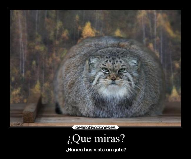 ¿Que miras? - ¿Nunca has visto un gato?