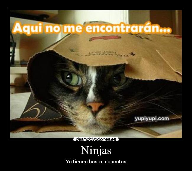 Ninjas - Ya tienen hasta mascotas