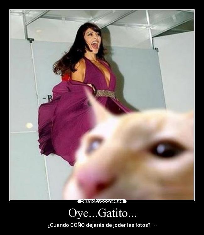 Oye...Gatito... - ¿Cuando COÑO dejarás de joder las fotos? ¬¬