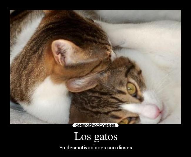Los gatos - En desmotivaciones son dioses
