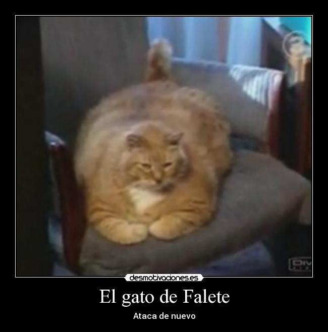 El gato de Falete -