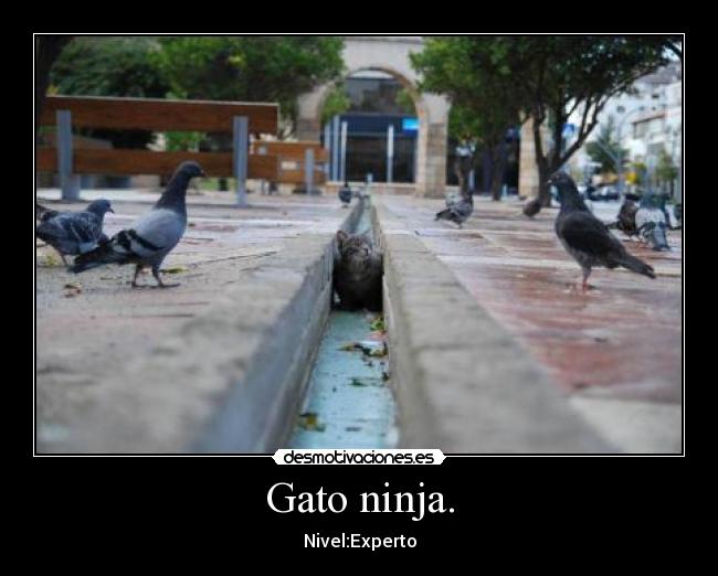 Gato ninja. -