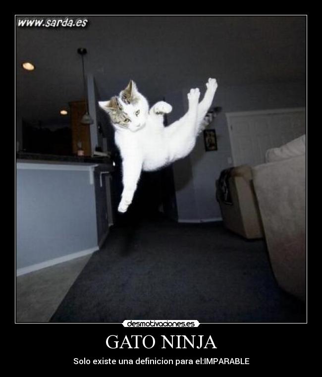 GATO NINJA - Solo existe una definicion para el:IMPARABLE
