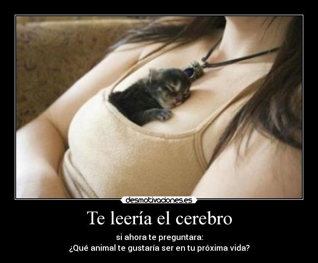 Te leería el cerebro - si ahora te preguntara:
¿Qué animal te gustaría ser en tu próxima vida?