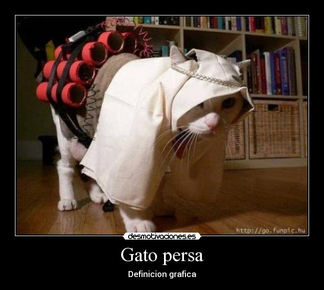 Gato persa - 