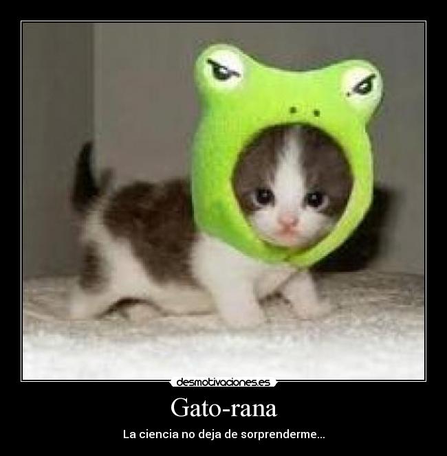 carteles gato desmotivaciones