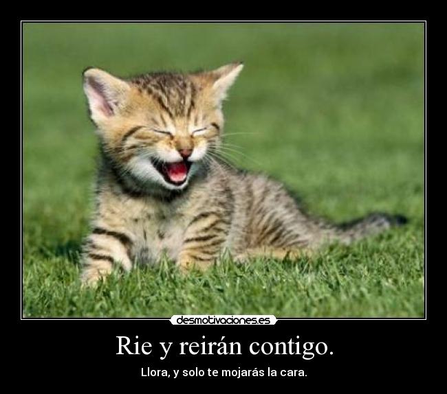 carteles gatosrie reiran contigo llora solo mojaras cara desmotivaciones