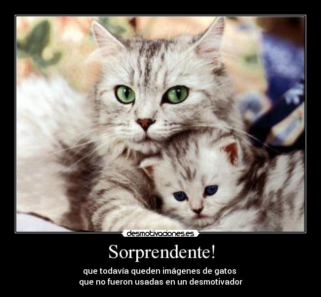 Sorprendente! - que todavía queden imágenes de gatos
que no fueron usadas en un desmotivador