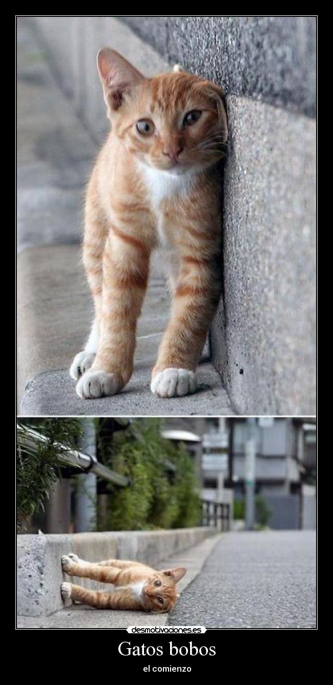 Gatos bobos - el comienzo
