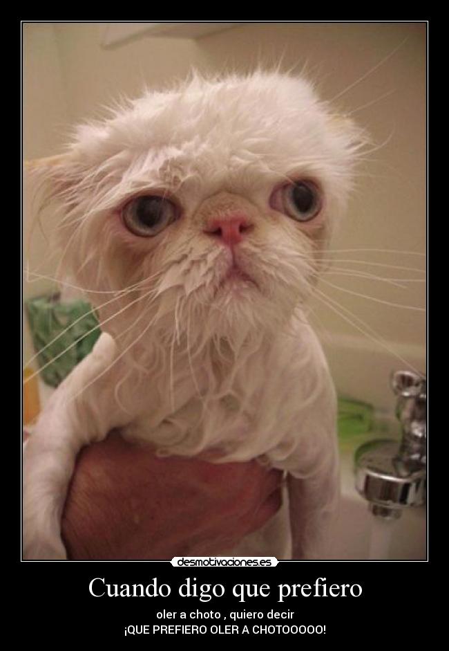 Cuando digo que prefiero - oler a choto , quiero decir
¡QUE PREFIERO OLER A CHOTOOOOO!