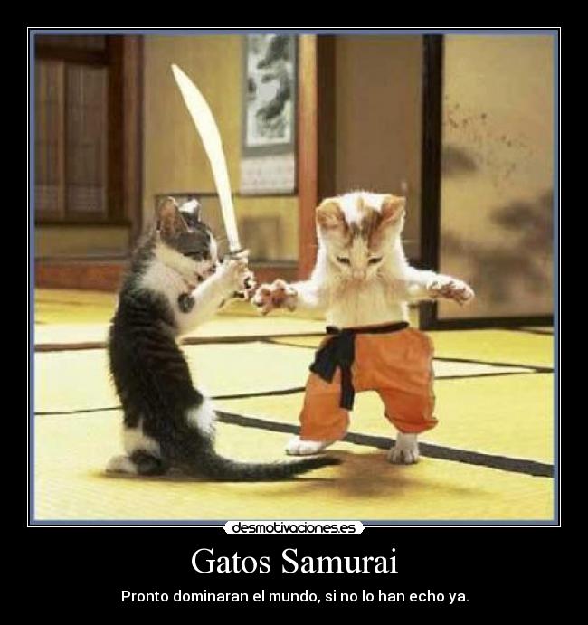 Gatos Samurai - Pronto dominaran el mundo, si no lo han echo ya.