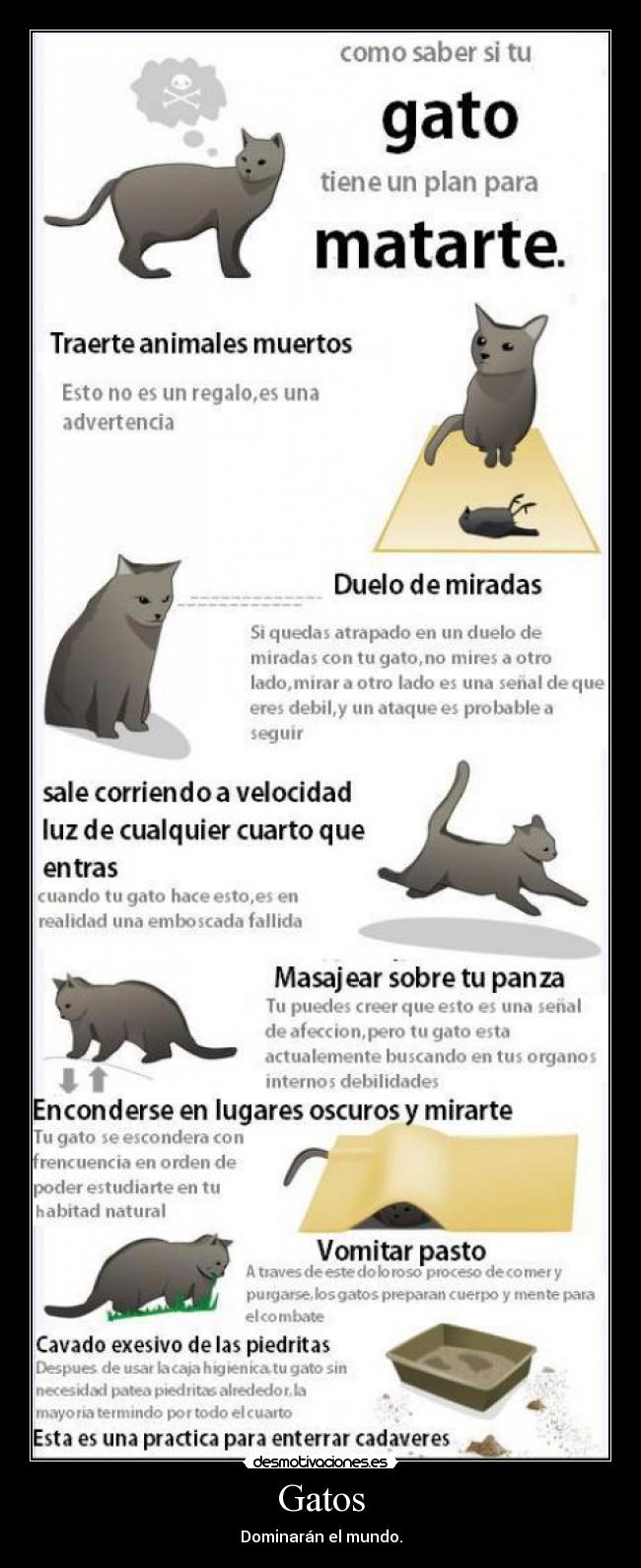 Gatos - Dominarán el mundo.