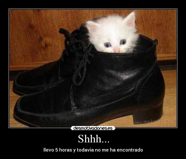 carteles gatoscon botas desmotivaciones