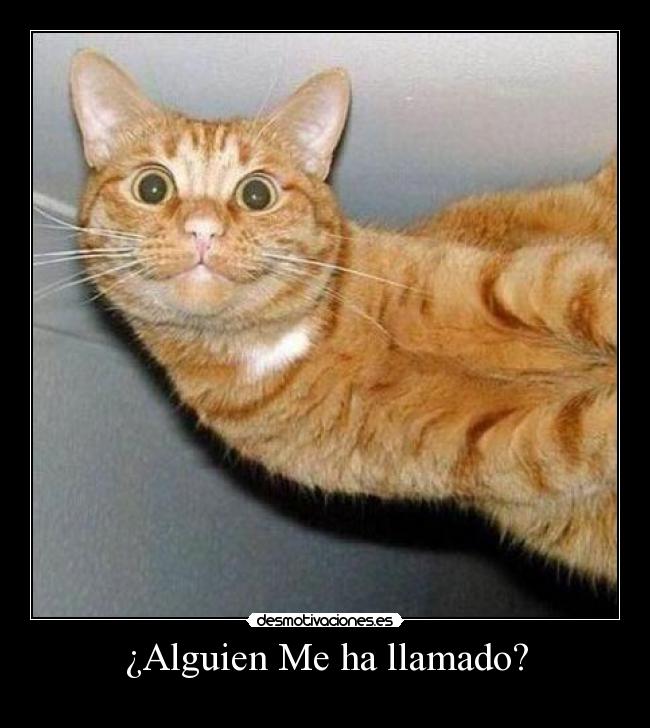 carteles alguien llamado gato dr4c096 desmotivaciones