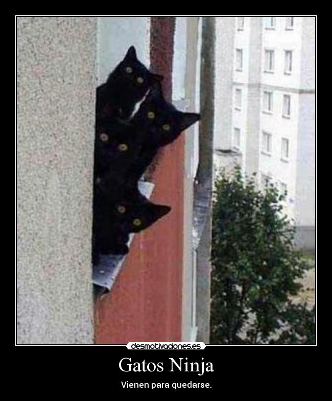 Gatos Ninja - 