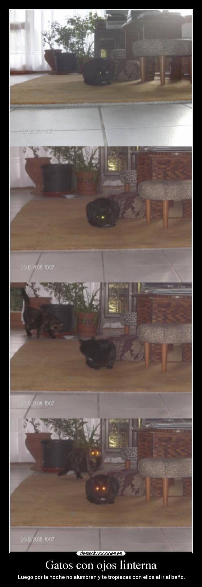 Gatos con ojos linterna - 