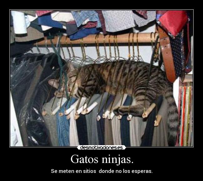 Gatos ninjas. - Se meten en sitios donde no los esperas.