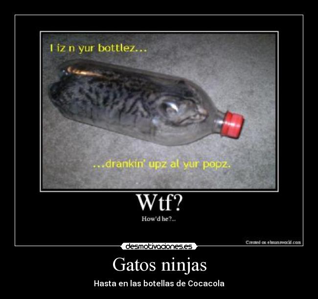 Gatos ninjas - Hasta en las botellas de Cocacola