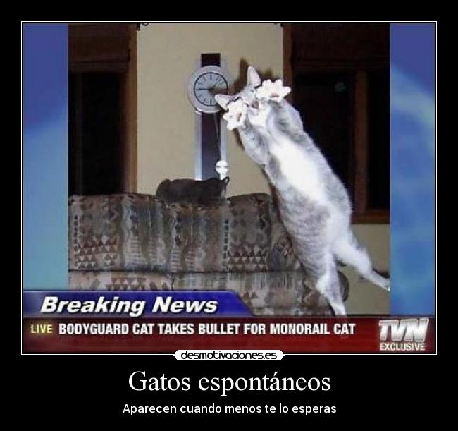 carteles gatos espontaneos gatos aparecen cuando menos esperas desmotivaciones