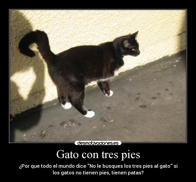 Gato con tres pies - 