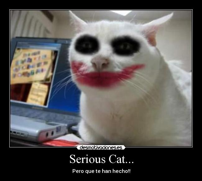 Serious Cat... - Pero que te han hecho!!