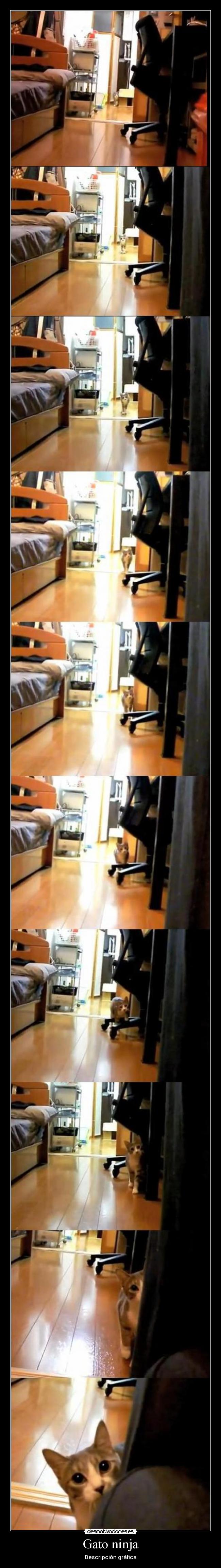 Gato ninja - Descripción gráfica