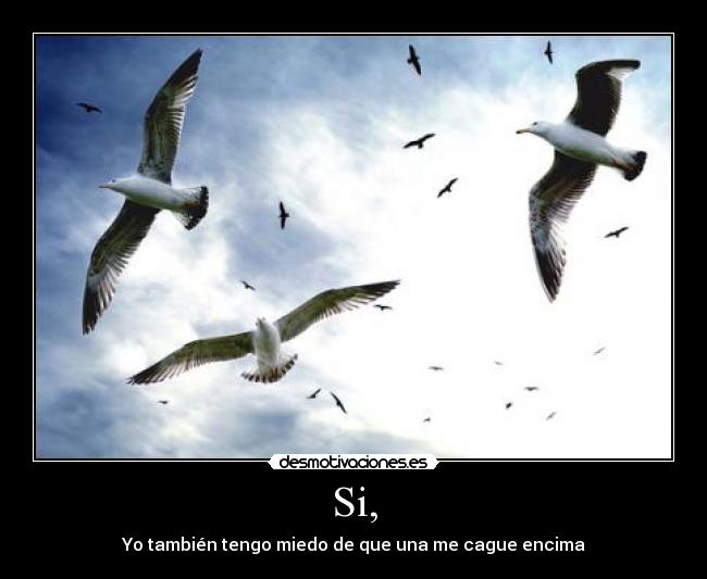 carteles gaviotas desmotivaciones