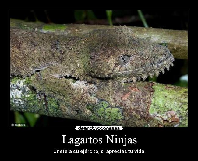 Lagartos Ninjas -