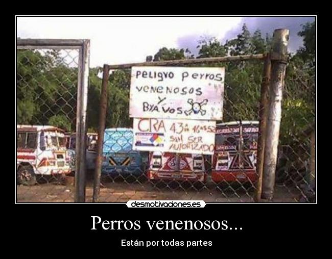 Perros venenosos... - Están por todas partes