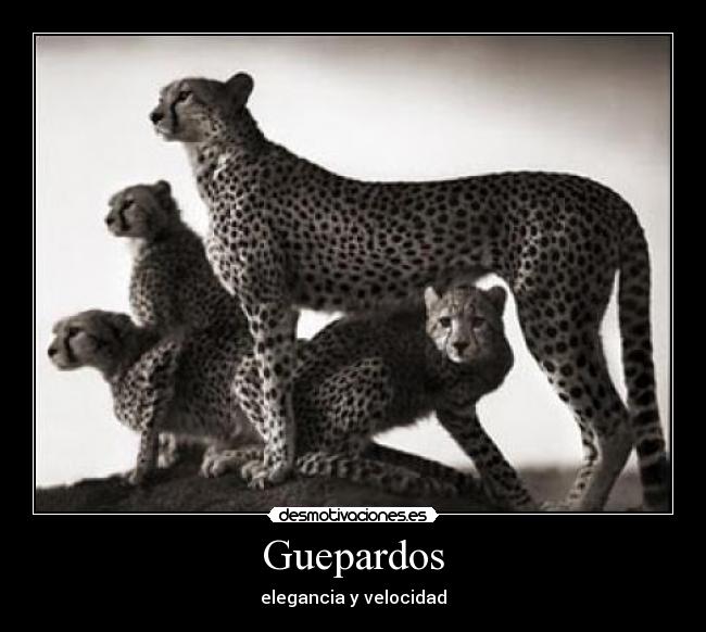 Guepardos - 