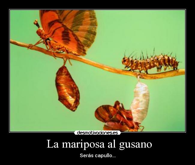 La mariposa al gusano - Serás capullo...